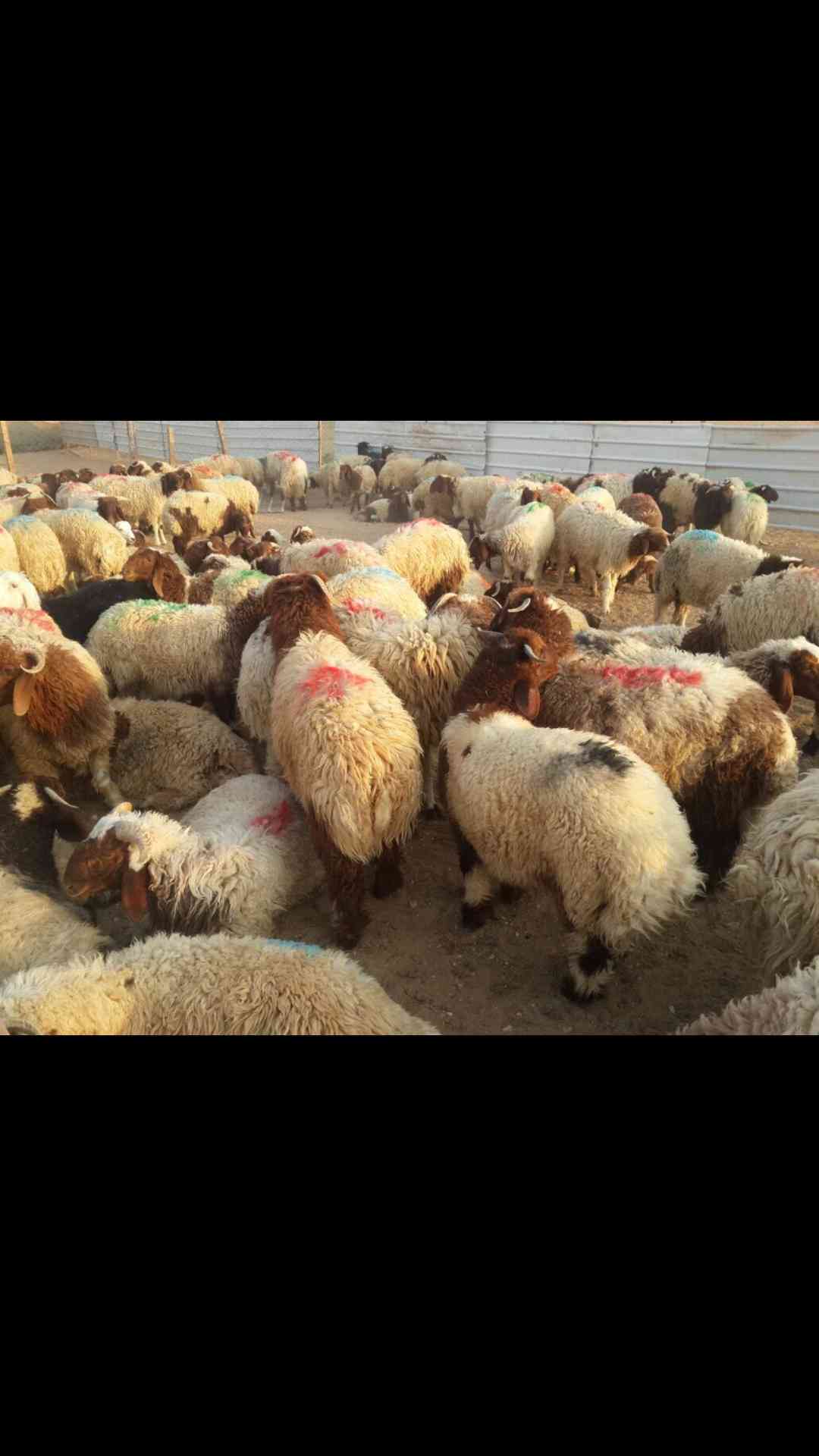 ابو منيف للذبايح
لا تنسَ أنك شاهدت هذا الإعلان في عنكبوت
يوجد جميع انواع الذبايح
نعيمي بلدي...