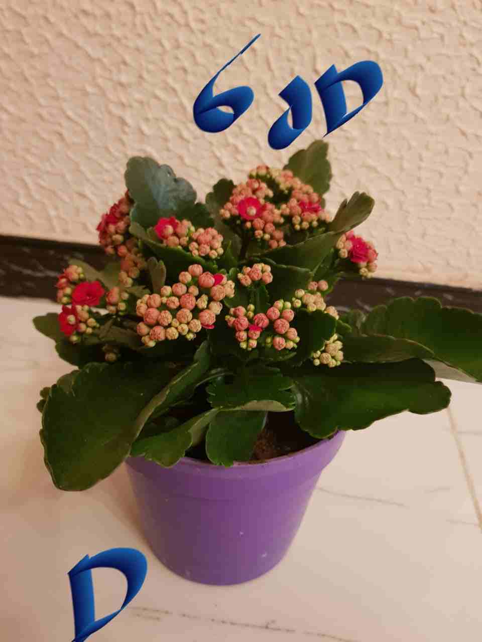نباتات داخلي وخارجي
لا تنسَ أنك شاهدت هذا الإعلان في عنكبوت
الاسعار ع الصور والطلب ع الخاص او ارس...