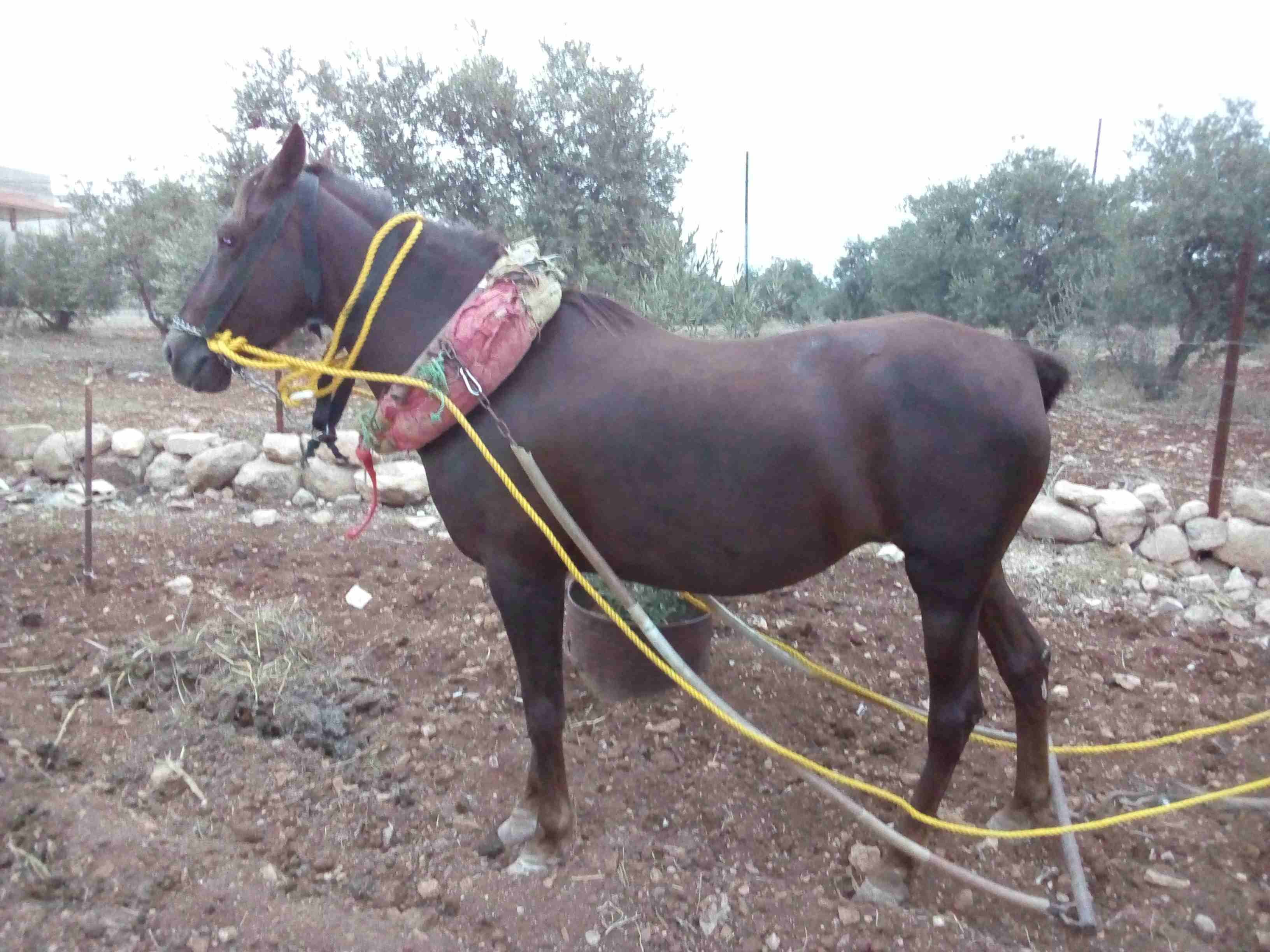 فرس مع مهرة للبيع
لا تنسَ أنك شاهدت هذا الإعلان في عنكبوت
فرس قطعة عالية وجهمة عمرها سبع سنوات وا...