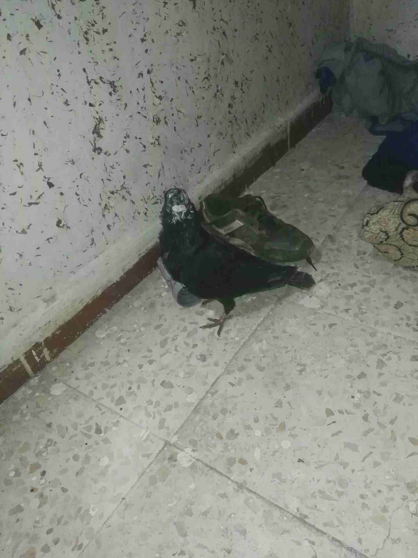 0777576140                                            


	 				لا تنسَ أنك شاهدت هذا الإعلان في عنكبوت            
	 				
                            حمام                        

	 				رقم المع...