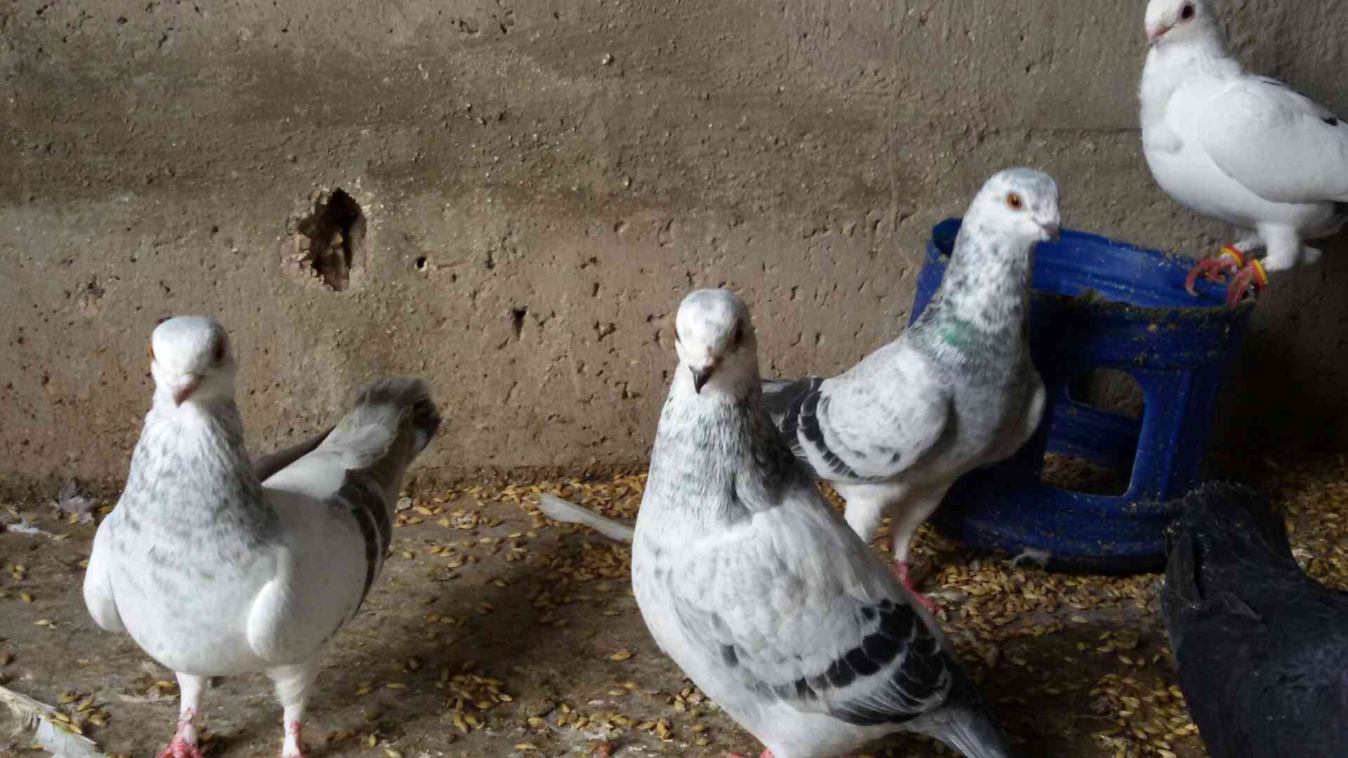 حمام للبيع
لا تنسَ أنك شاهدت هذا الإعلان في عنكبوت
للبيع 47 طير مشكله فيها اجواز وكش البيع كو...