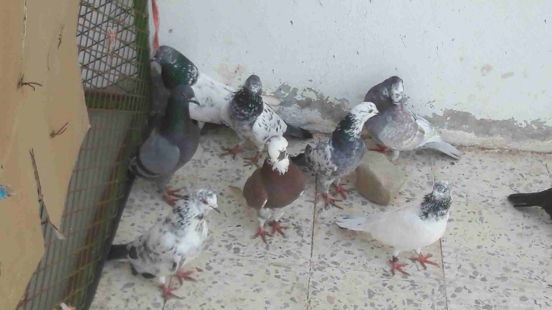 حمام نضيف                                            


	 				لا تنسَ أنك شاهدت هذا الإعلان في عنكبوت            
	 				
                            حمام                        

	 				رقم المعل...