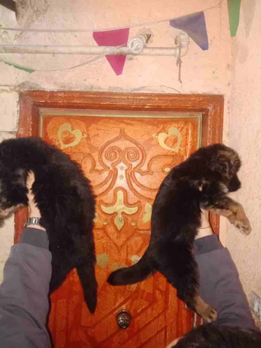 جيرمن شيبرد شو لاين لونج هير أهالي مستورده                                            


	 				لا تنسَ أنك شاهدت هذا الإعلان في عنكبوت            
	 				
                            عندهم 40يوم مس...