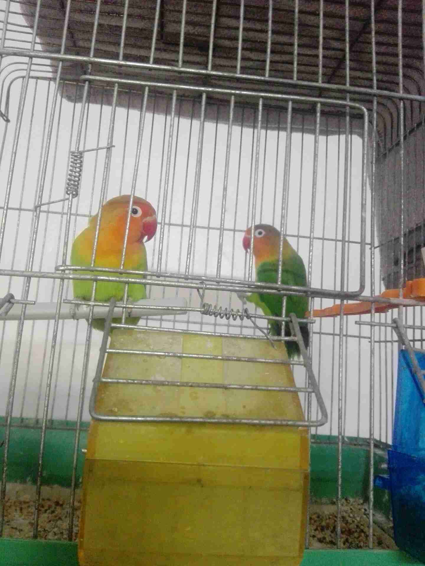 ببغاء للبيع                                            


	 				لا تنسَ أنك شاهدت هذا الإعلان في عنكبوت            
	 				
                                حي رمزي مقابل مدرسه زينب...