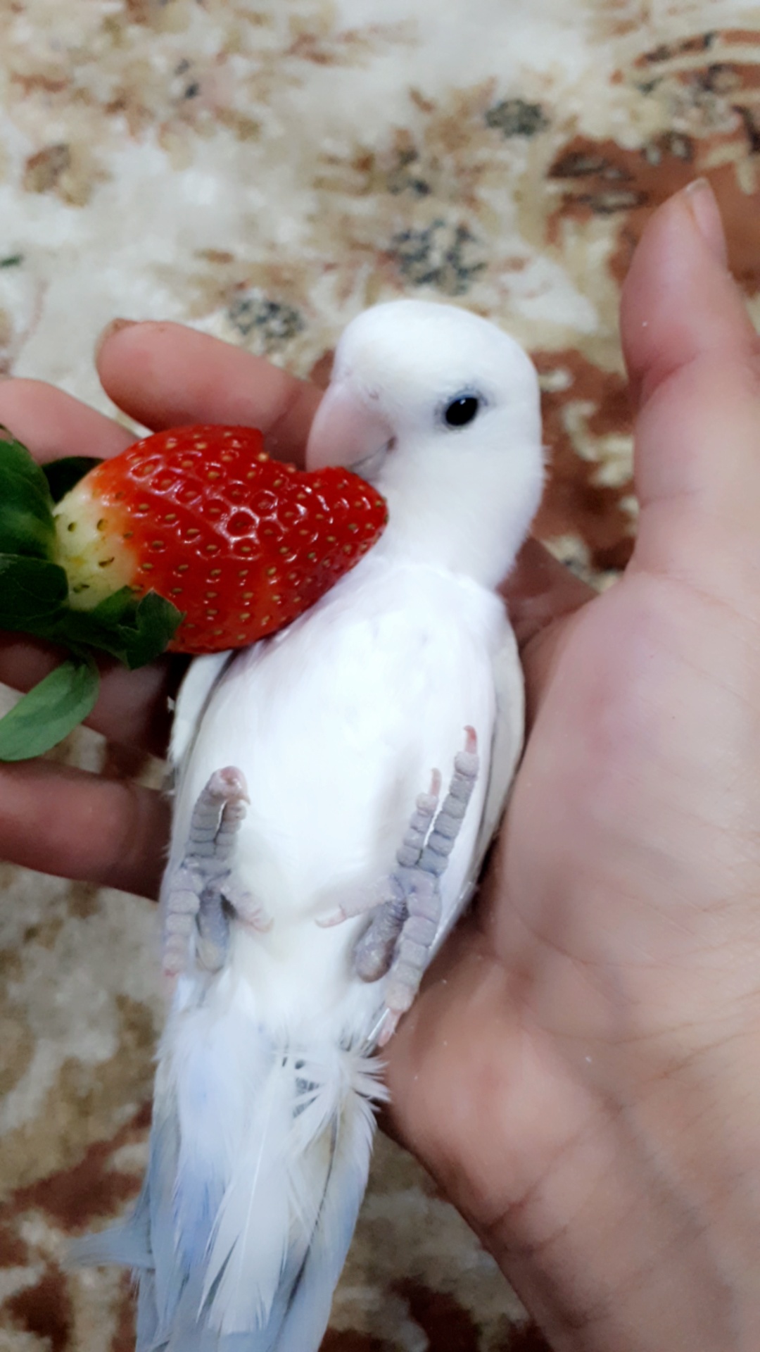 ببغاء روز وليف جداجدا مايعض ابدابدا للبيع
لا تنسَ أنك شاهدت هذا الإعلان في عنكبوت
أقدم لكم بب...