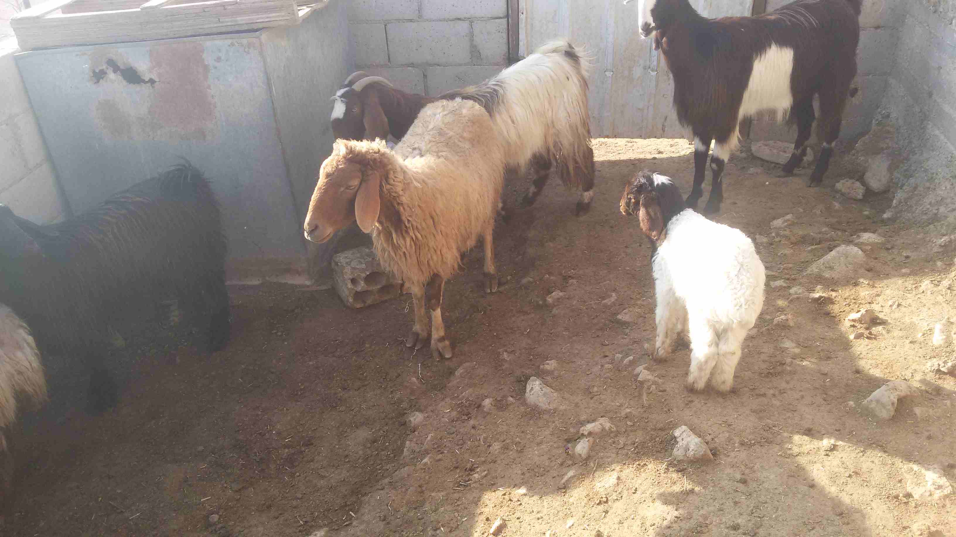 ماعز وغنم للبيع
لا تنسَ أنك شاهدت هذا الإعلان في عنكبوت
5 ثنايا هادات
1عنز هاده
2 نعجتين معهن خ...