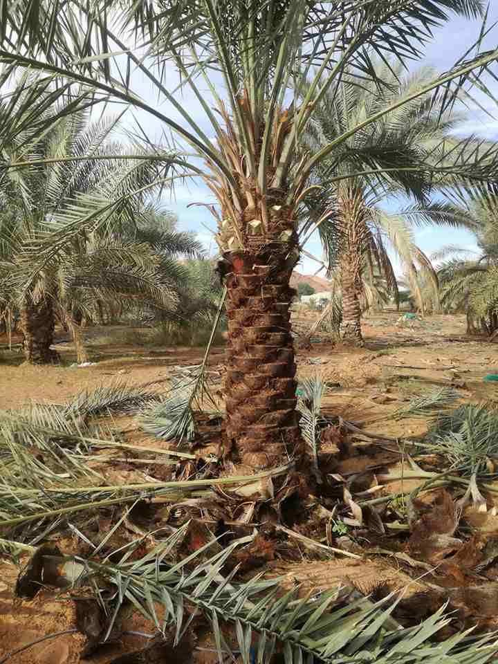 نخيل للبيع
لا تنسَ أنك شاهدت هذا الإعلان في عنكبوت
يوجد لدينا جميع انواع النخيل بجميع الانواع وال...