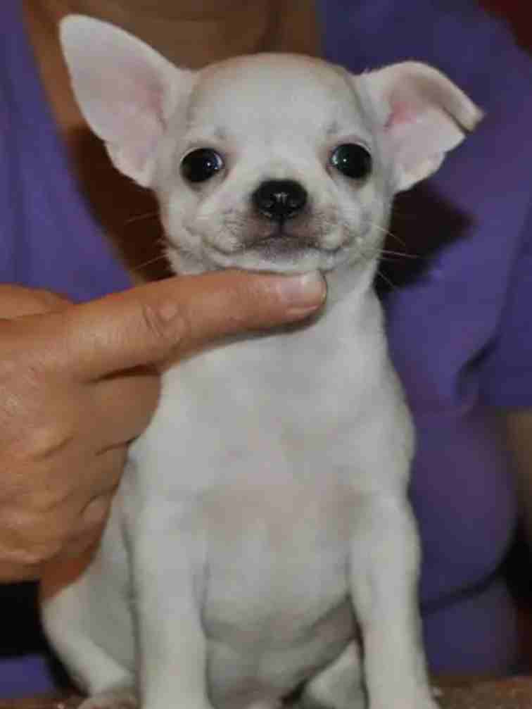 chihuahua                                            


	 				لا تنسَ أنك شاهدت هذا الإعلان في عنكبوت            
	 				
                            5 month male and female. vaccineted, dewormed....
