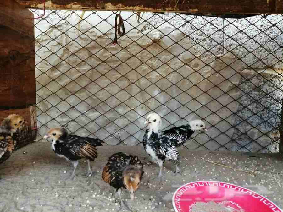 فروخ دجاج سبرايت                                            


	 				لا تنسَ أنك شاهدت هذا الإعلان في عنكبوت            
	 				
                            فروخ دجاج سبرايت...