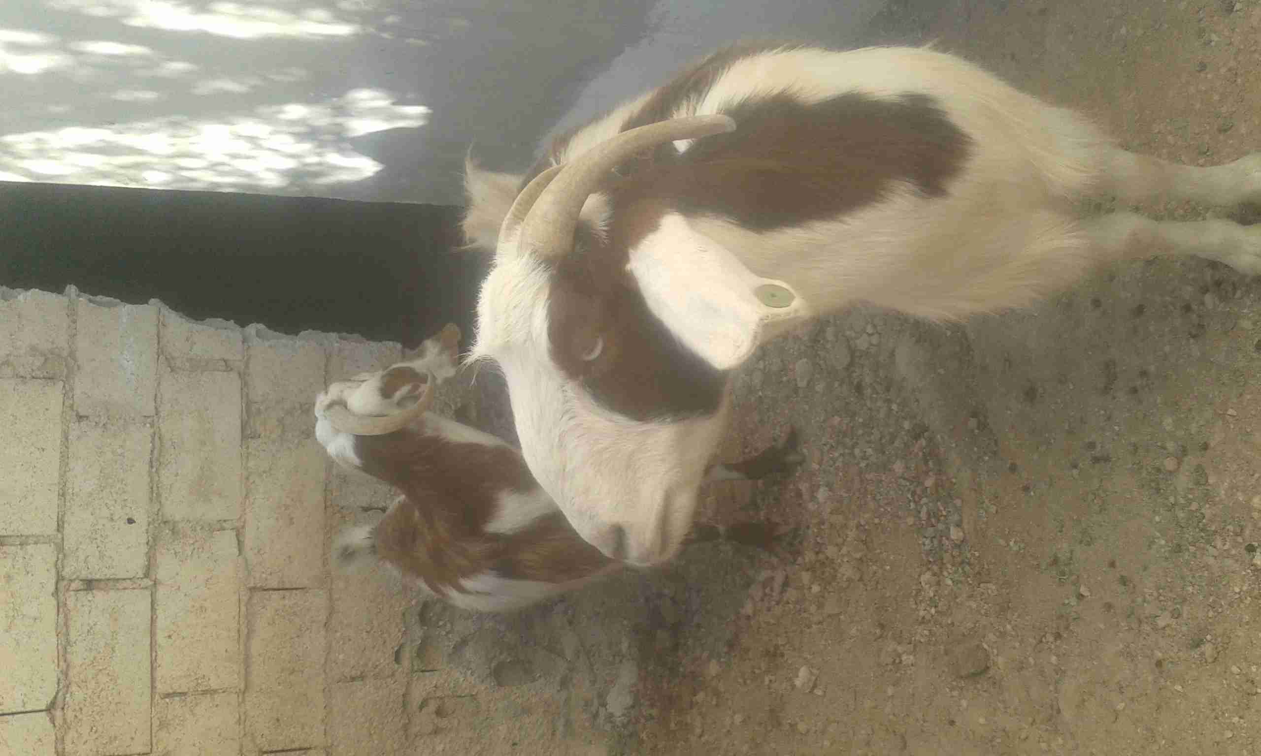 عنزين رباعيات                                            


	 				لا تنسَ أنك شاهدت هذا الإعلان في عنكبوت            
	 				
                                عنزين رباعيات صلاات النبي عليهن متالي ث...