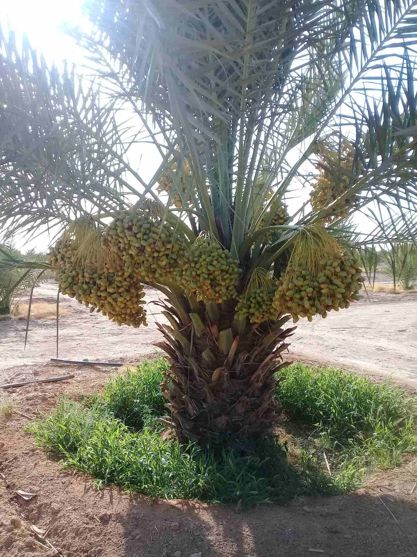 نخيل للبيع بجميع انواعها ومقاساته                                            


	 				لا تنسَ أنك شاهدت هذا الإعلان في عنكبوت            
	 				
                            السلام عليكم ورحمة الله...