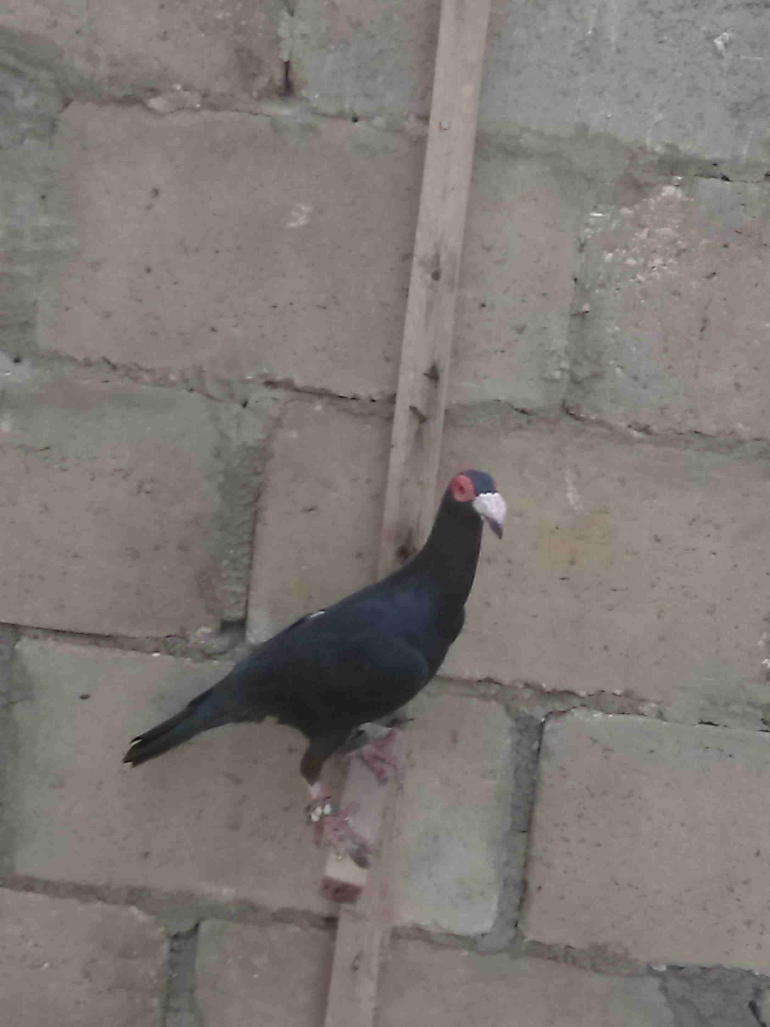 بغدادي اسود شرع الحبه شاميه صلاة النبي                                            


	 				لا تنسَ أنك شاهدت هذا الإعلان في عنكبوت            
	 				
                            بغدادي اسود صلاة ا...