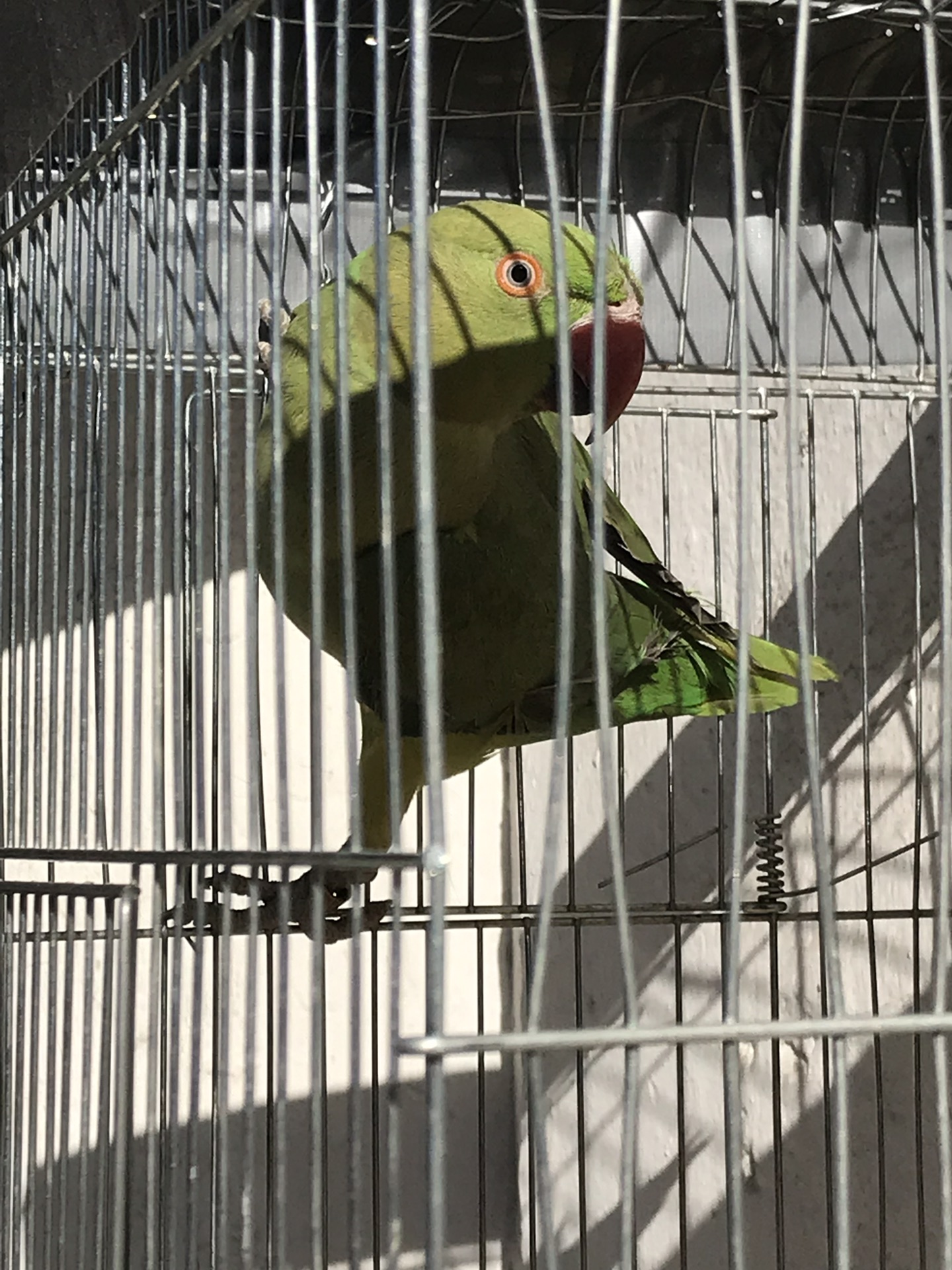 طير دره
لا تنسَ أنك شاهدت هذا الإعلان في عنكبوت
دره نص اليف الطير ذكي جداً محجل ذهبي مع القفص...