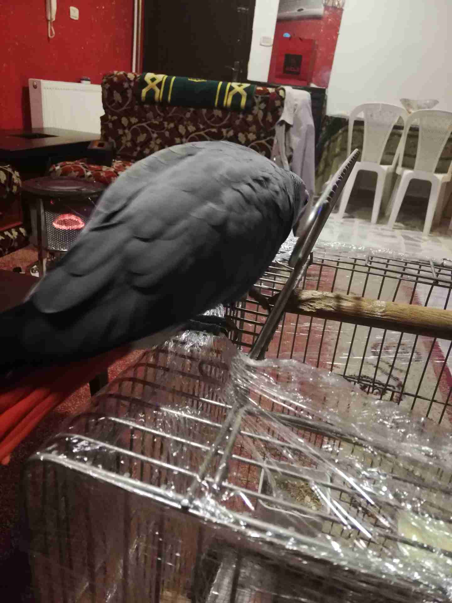 كاسكو متكلم أليف للبيع
لا تنسَ أنك شاهدت هذا الإعلان في عنكبوت
يسعد اوقات الجميع...
كاسكو دبل...