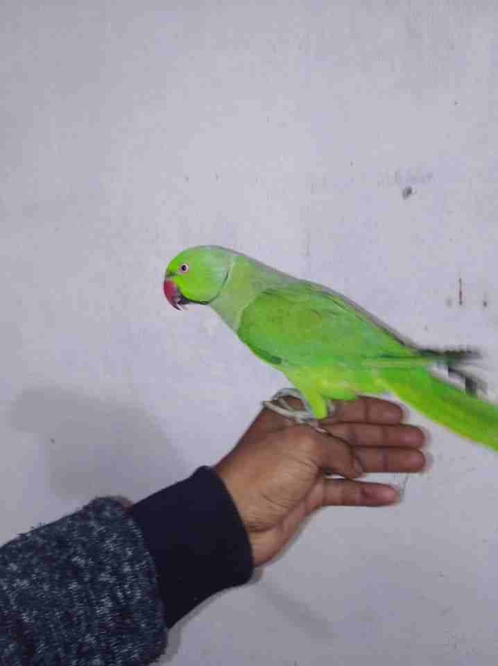 جوز ببغاء دره بلدي منقار احمر حبات ضخمه
لا تنسَ أنك شاهدت هذا الإعلان في عنكبوت
بسم الله ماشاءالل...