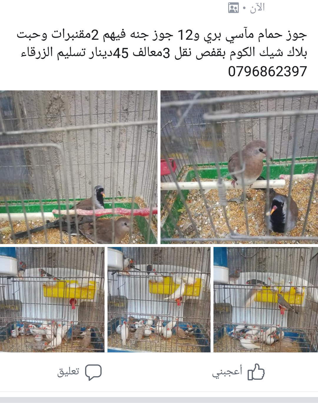حمام مآسي جوز و12 جوز جنه الكوم 45دينار بقفص نقل                                            


	 				لا تنسَ أنك شاهدت هذا الإعلان في عنكبوت            
	 				
                                حمام...
