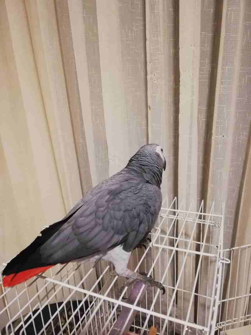 كاسكوهاااات
لا تنسَ أنك شاهدت هذا الإعلان في عنكبوت
للاستفسار والمعاينه0795557077فقط......
عمان.....