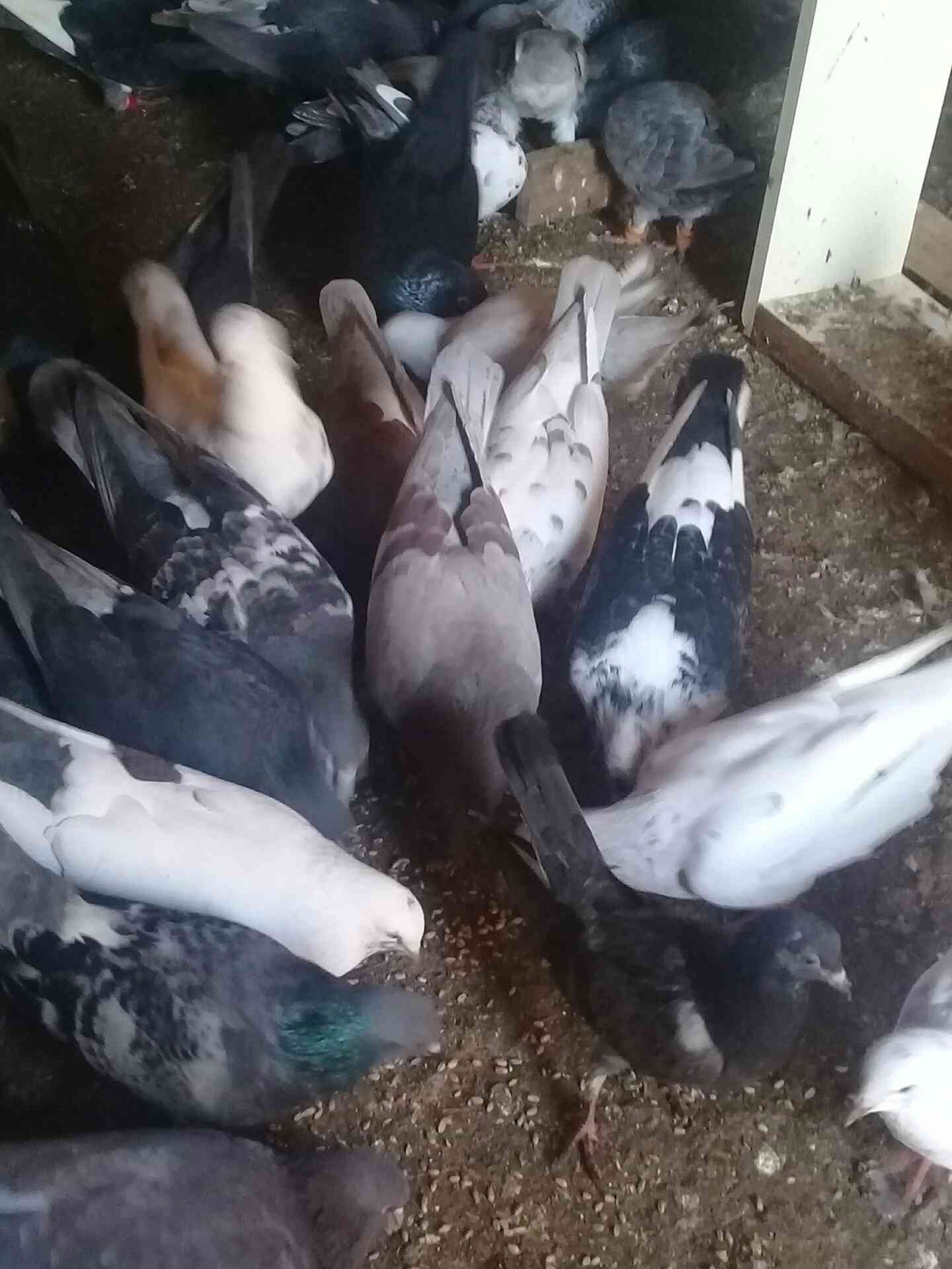اربد شارع فوعرا
لا تنسَ أنك شاهدت هذا الإعلان في عنكبوت
27 جوز حمام نضيف مشكل بندوق كلو شغال...