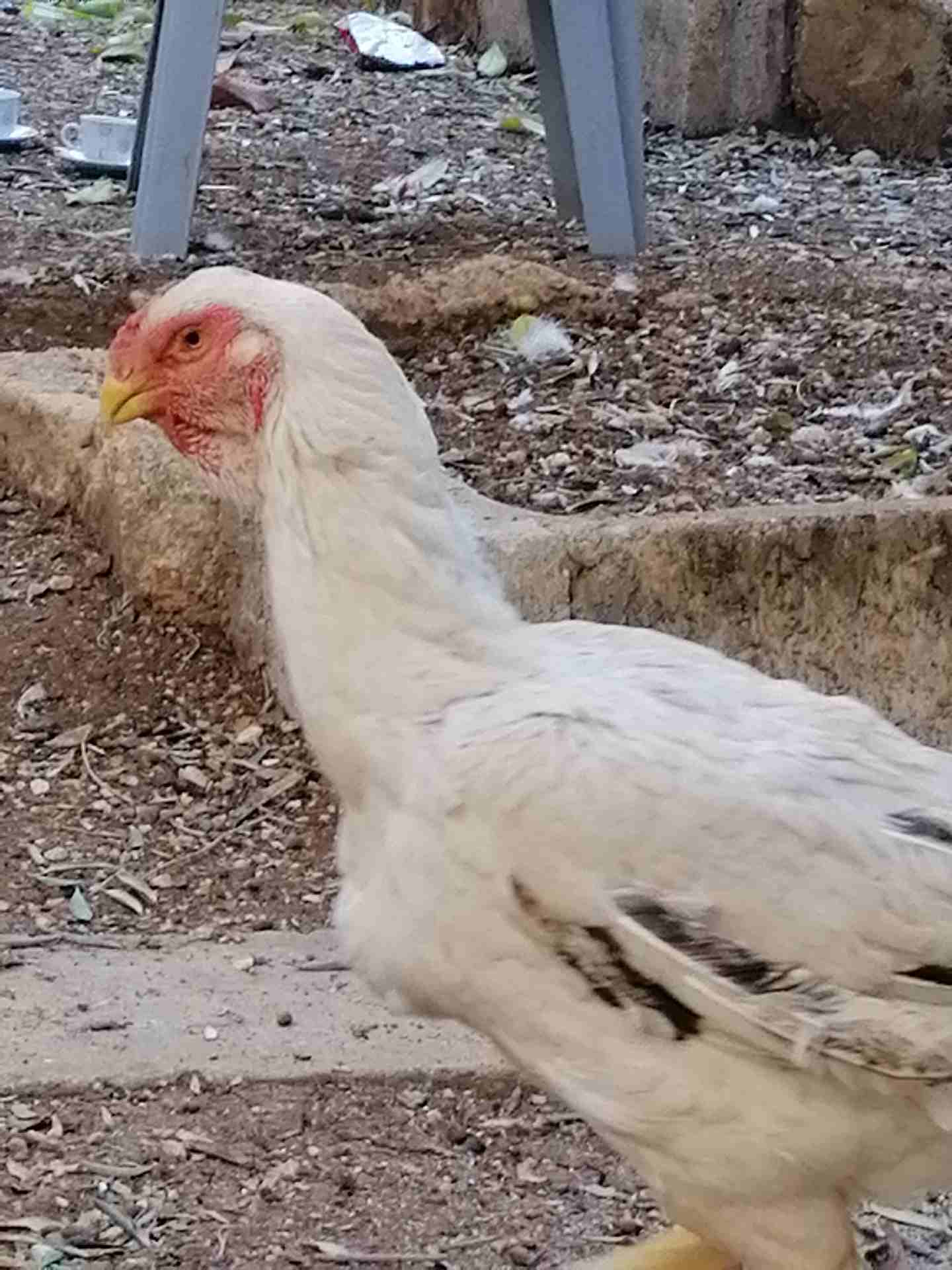 جوز فارسي
لا تنسَ أنك شاهدت هذا الإعلان في عنكبوت
جوز فارسي على وجه شغل للبيع أو البدل على براهما...