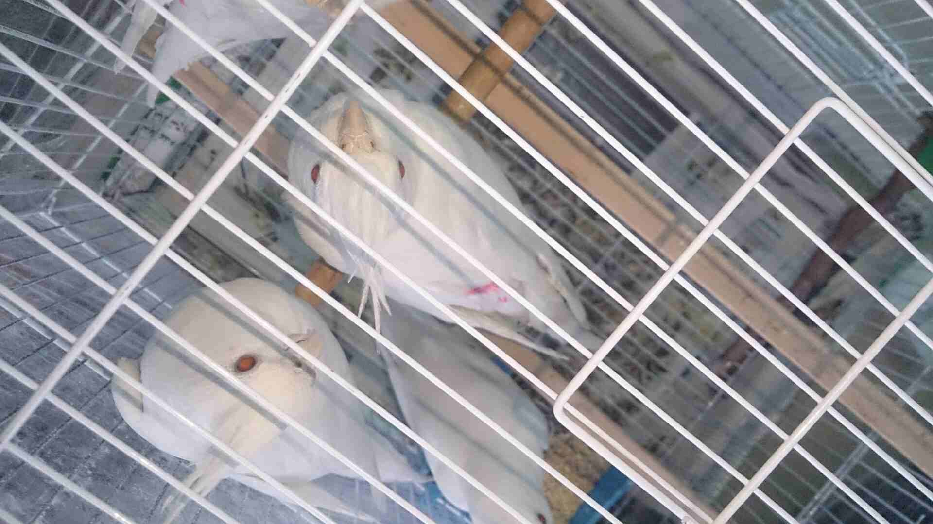 طيور كوكتيل البينوا عين حمرا
لا تنسَ أنك شاهدت هذا الإعلان في عنكبوت
طيور كوكتيل البينو عين حمرا...