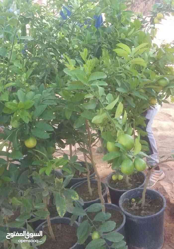 مشاتل الفاكهه للخدمات الزراعيه                                            


	 				لا تنسَ أنك شاهدت هذا الإعلان في عنكبوت            
	 				
                                بيع جميع انواع الاشجار...