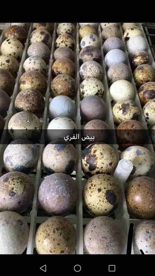بيض فري جامبو ( بيض سمان) و فري جامبو باعمار مختلفهر
لا تنسَ أنك شاهدت هذا الإعلان في عنكبوت
اصدق...