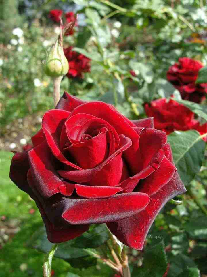 مطلوب ممول لمشروع أن شاء الله ناجح،،معتز غنيم0788340804                                            


	 				لا تنسَ أنك شاهدت هذا الإعلان في عنكبوت            
	 				
                            م...