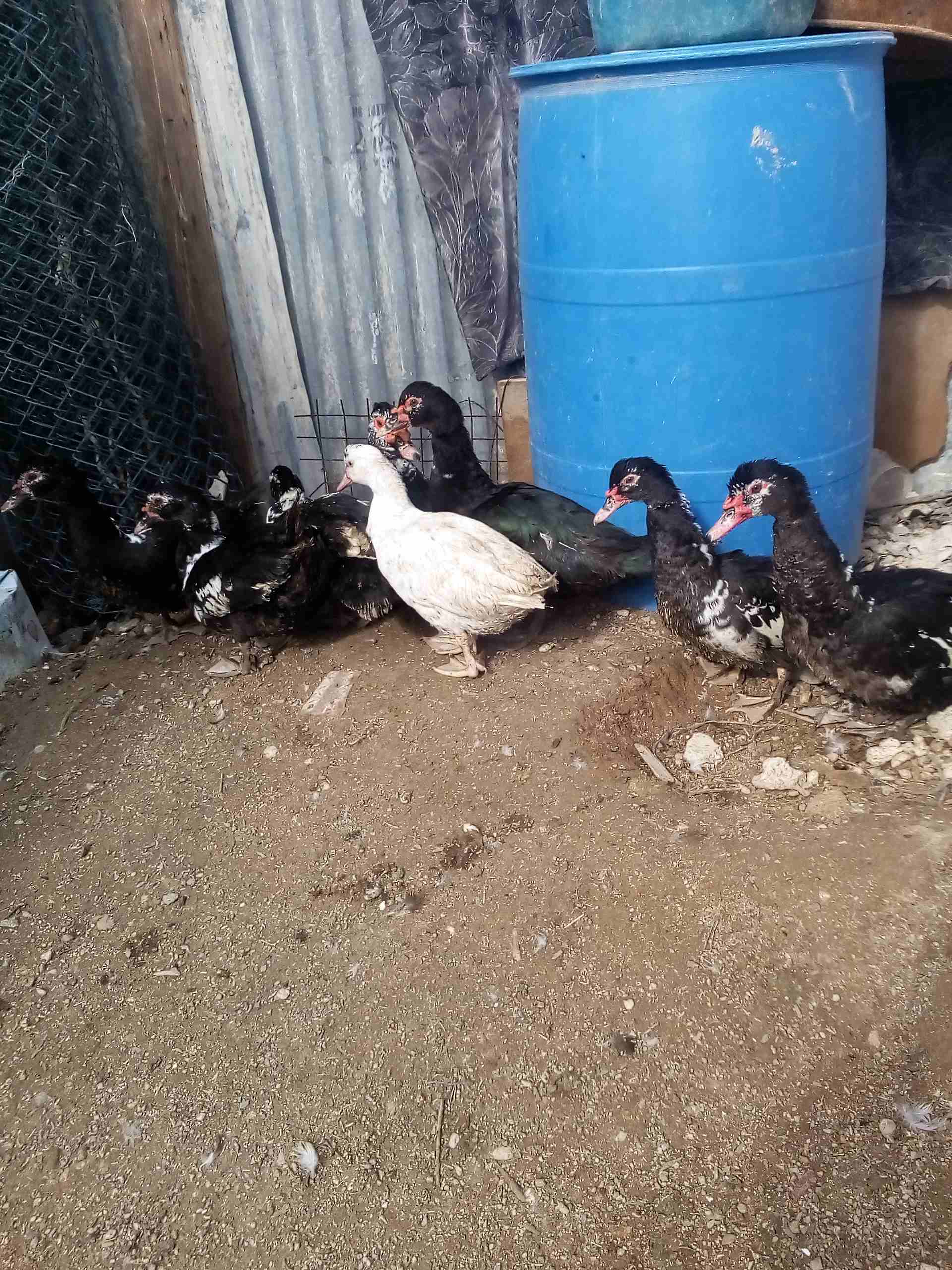 يوجد بط للبيع
لا تنسَ أنك شاهدت هذا الإعلان في عنكبوت
يوجد بط نوع مكسوفي للبيع 3ذكور و5 اناثي بسع...