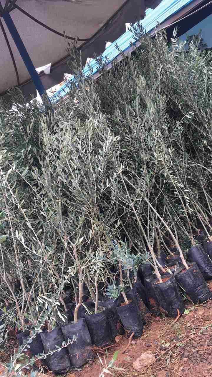 اشجار زيتون نبالي محسن طول متر ونص                                            


	 				لا تنسَ أنك شاهدت هذا الإعلان في عنكبوت            
	 				
                                جاهز الزراعه في ال...
