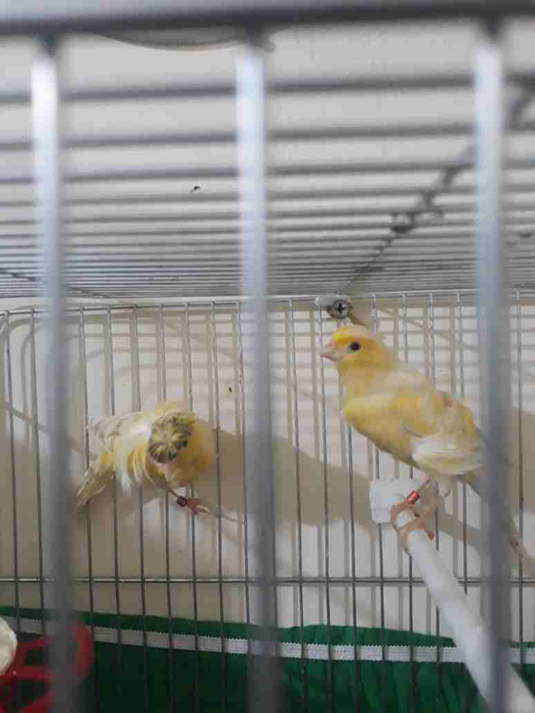 3اجواز كنار مفتلات وفي جوز مكنبرات للبيع بسعر مغري وفي حبه مفتله زيتوني مفتل
لا تنسَ أنك شاهدت هذا الإعلان في عنكبوت...