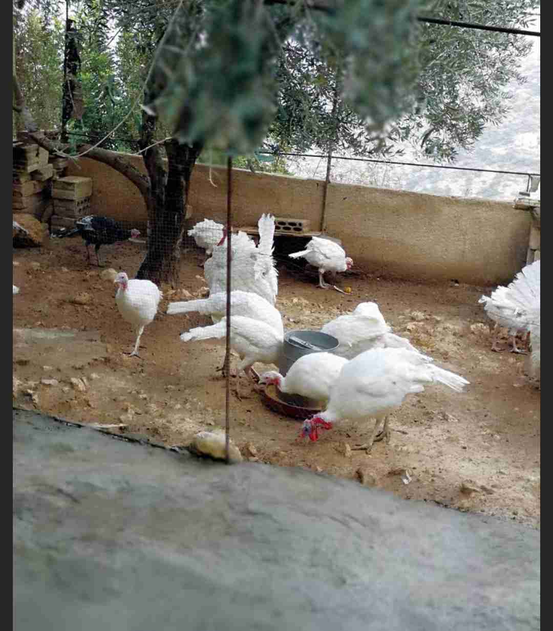 حبش هولندي                                            


	 				لا تنسَ أنك شاهدت هذا الإعلان في عنكبوت            
	 				
                                يوجد ذكور حبش واناثي مستويات عاليه جدا
هو...