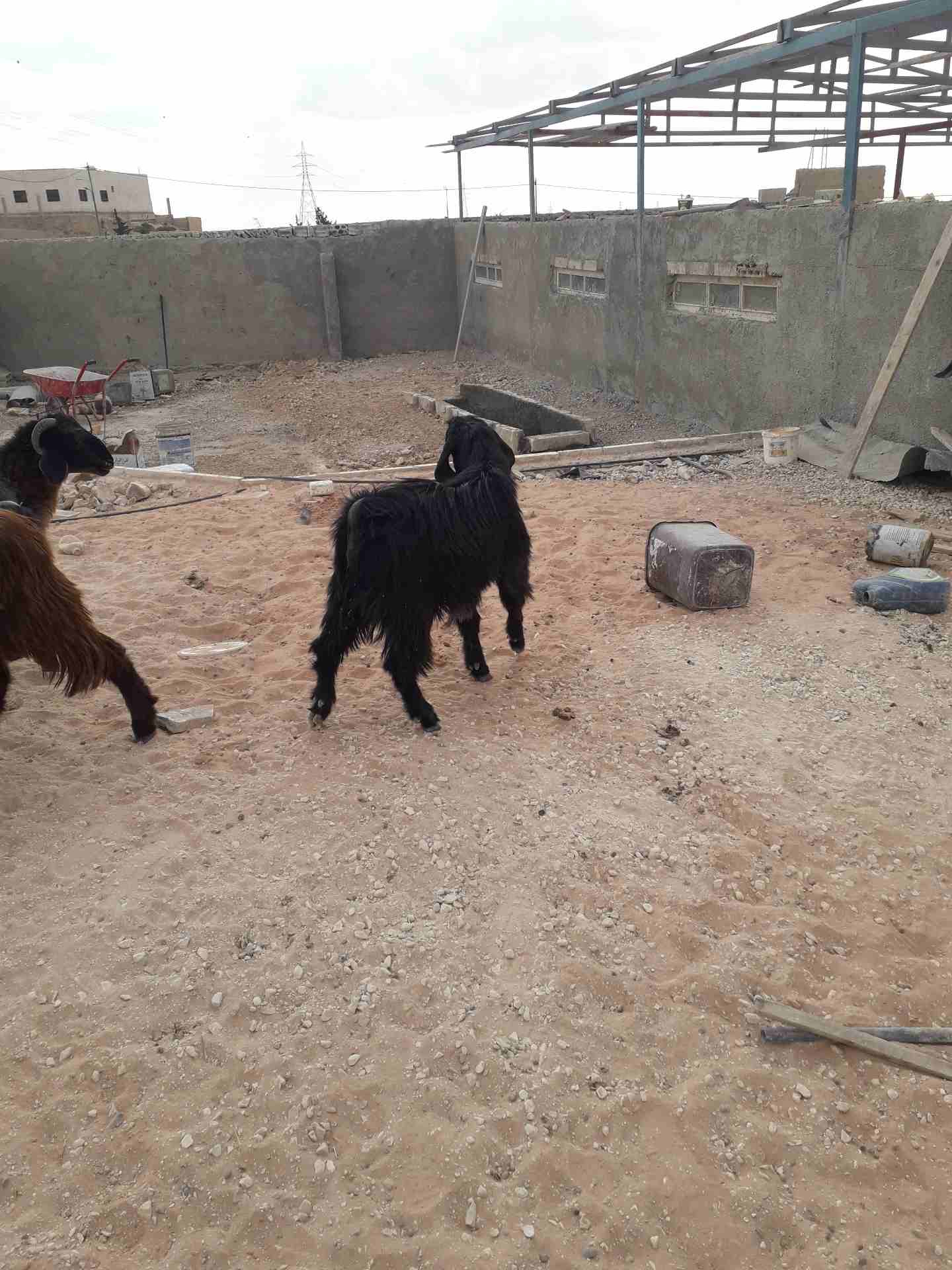 جديان  للبيع                                            


	 				لا تنسَ أنك شاهدت هذا الإعلان في عنكبوت            
	 				
                            عمر الجدي 8 شهور...