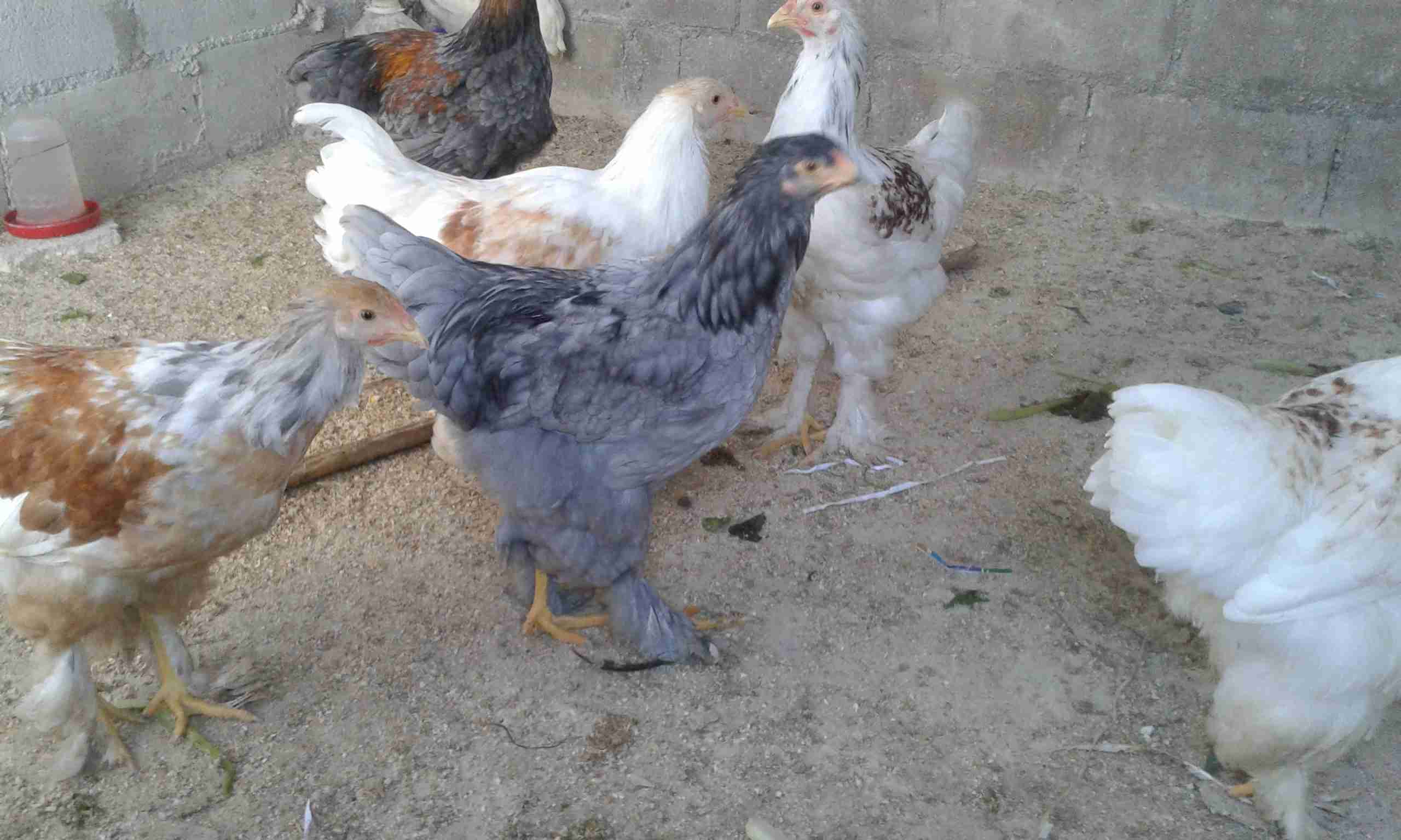 بالصلاة على النبي فراخ براهمي سوبر جامبو
لا تنسَ أنك شاهدت هذا الإعلان في عنكبوت
فراخ براهمي...