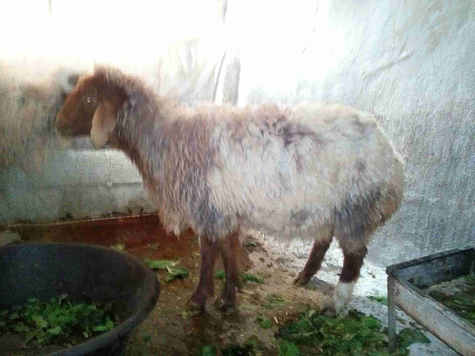 بس بلاش نعجه رباعية معها حبة 65 دينار                                            


	 				لا تنسَ أنك شاهدت هذا الإعلان في عنكبوت            
	 				
                                نعجه سن رباع حب...