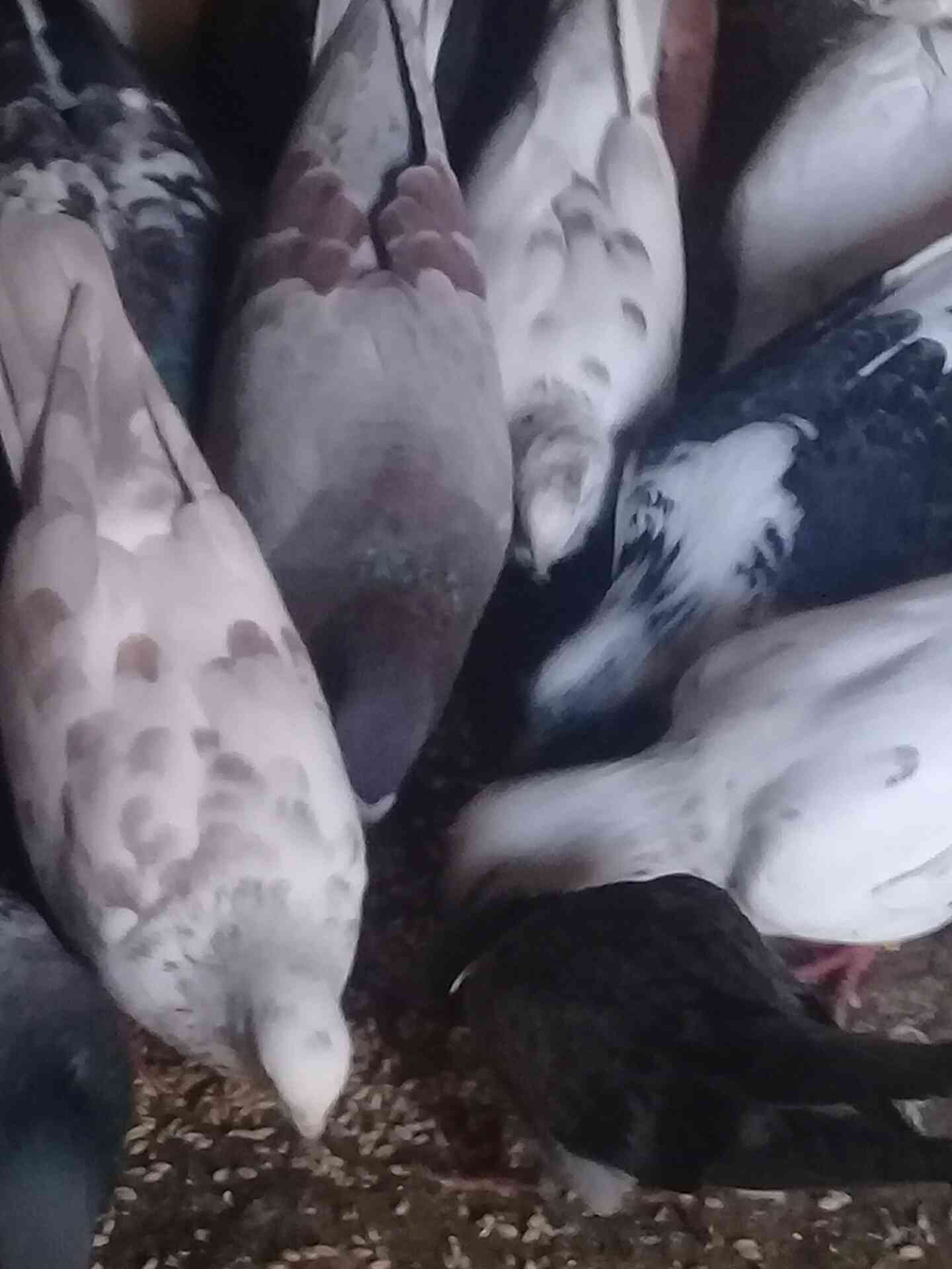 اربد شارع فوعرا
لا تنسَ أنك شاهدت هذا الإعلان في عنكبوت
27 جوز حمام نضيف مشكل بندوق كلو شغال...