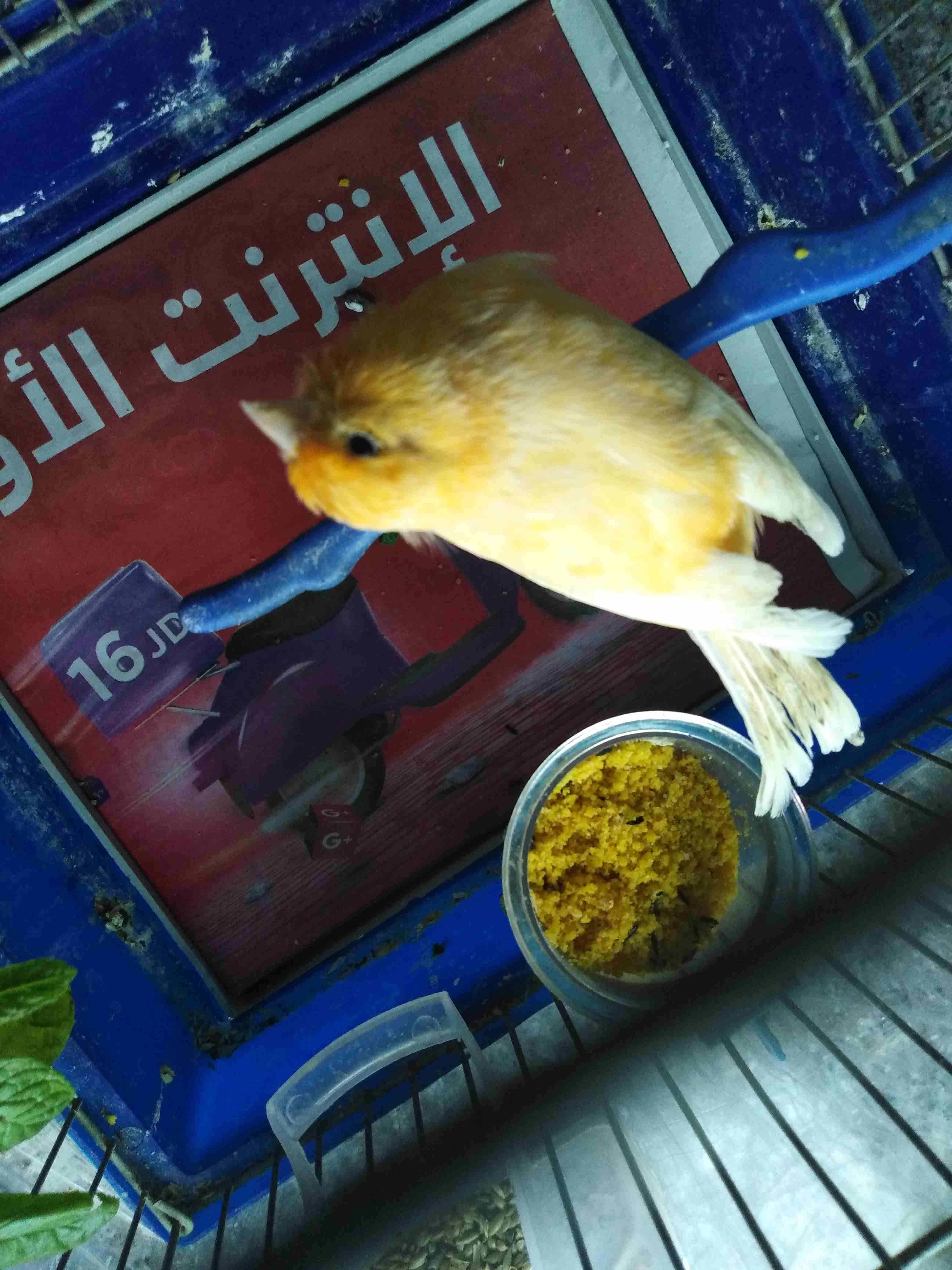 فحل كنار جززري شبه جاهز بشلبك علخفيف
لا تنسَ أنك شاهدت هذا الإعلان في عنكبوت
دون قفص
الهاشمي الشم...