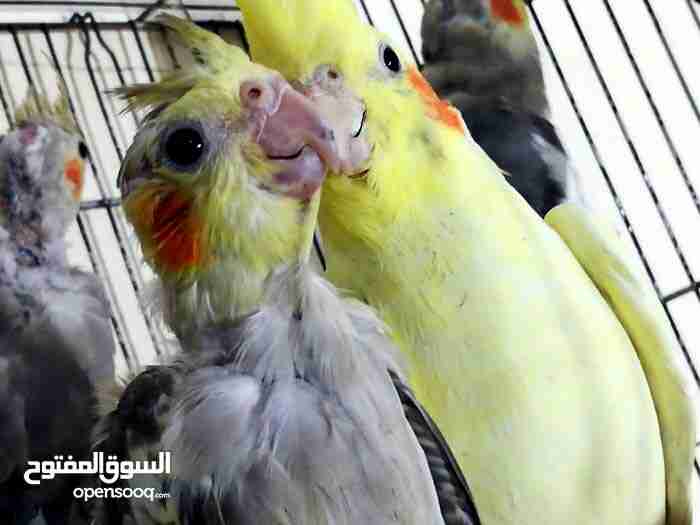 جوز كوكتيل للبيع مع 3فراخ ماشاء الله
لا تنسَ أنك شاهدت هذا الإعلان في عنكبوت
جوز كوكتيل للبي...
