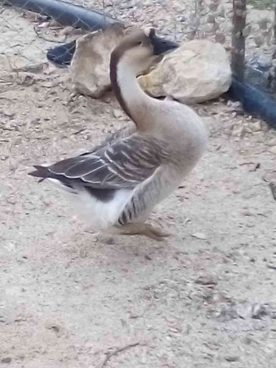 أنثى وز أفريقي 125 دينار
لا تنسَ أنك شاهدت هذا الإعلان في عنكبوت
أنثى وز أفريقي 125 دينار نها...