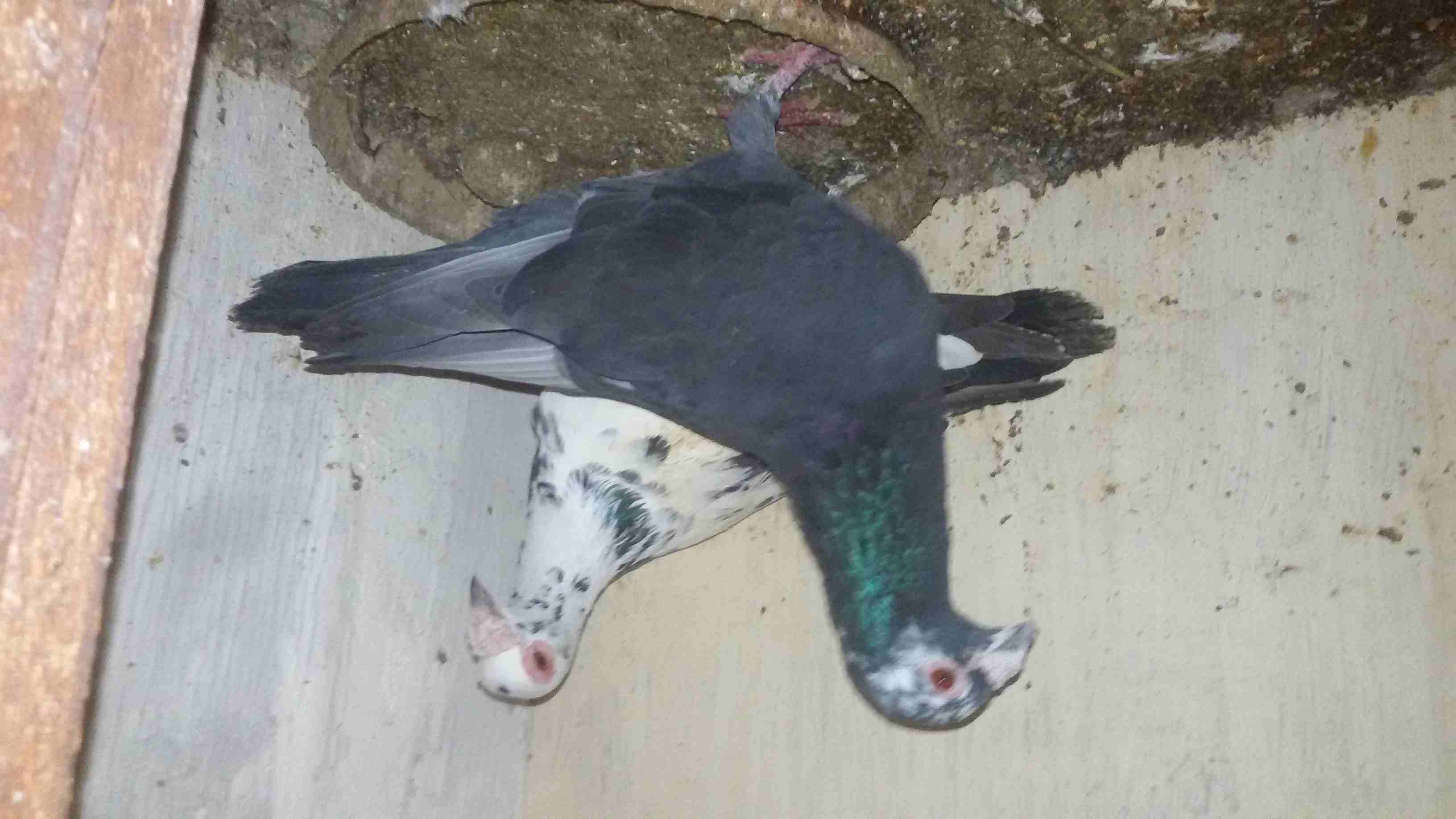 اخر 3 جواز للبيع بسعر حرق او للبدل
لا تنسَ أنك شاهدت هذا الإعلان في عنكبوت
اخر ثلاث جواز للبيع كل...
