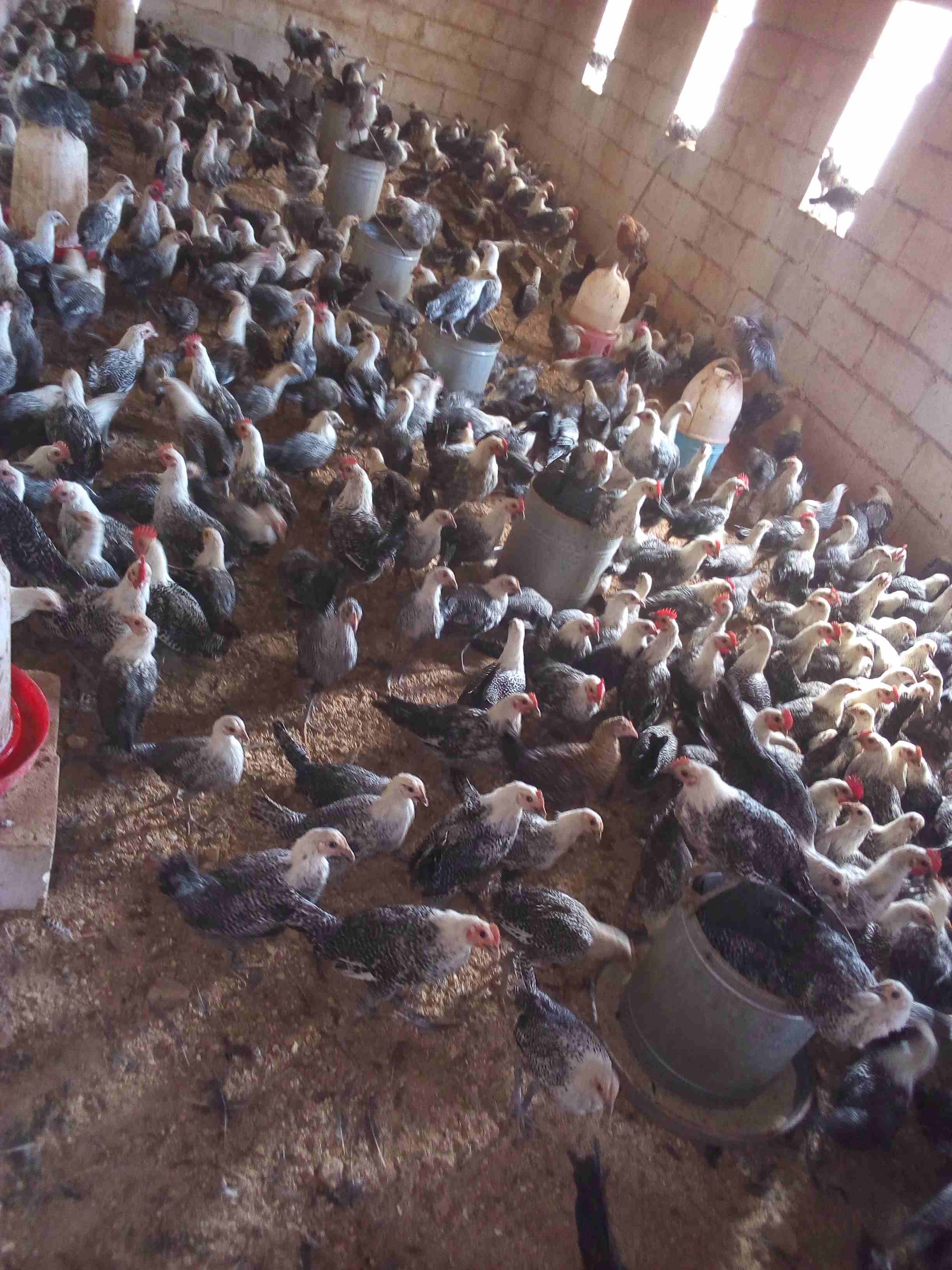 فراخ فيومي لقطه وصيده
لا تنسَ أنك شاهدت هذا الإعلان في عنكبوت
موجود 150 ديك و60 فرخه فيومي
الع...