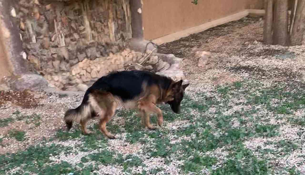 انثى جيرمن
لا تنسَ أنك شاهدت هذا الإعلان في عنكبوت
يسعد اوقاتكم ....
لمحبي الجيرمن ....متوفر...