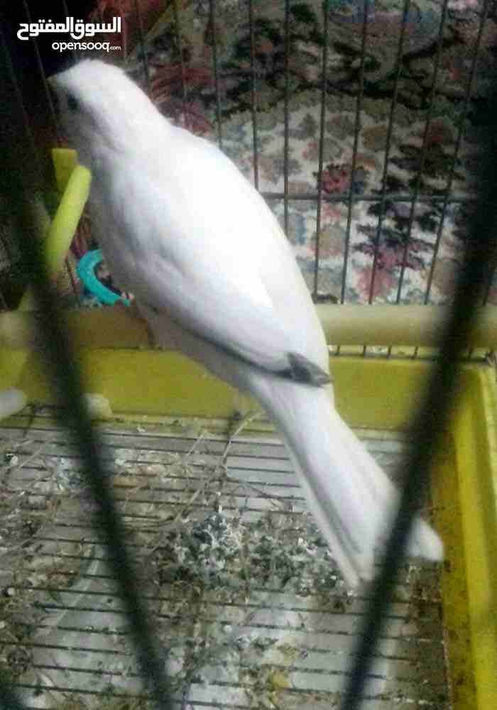 طيره بكريه
لا تنسَ أنك شاهدت هذا الإعلان في عنكبوت
بسم الله ما شاء الله
طيره بكريه اول خيرها
الس...