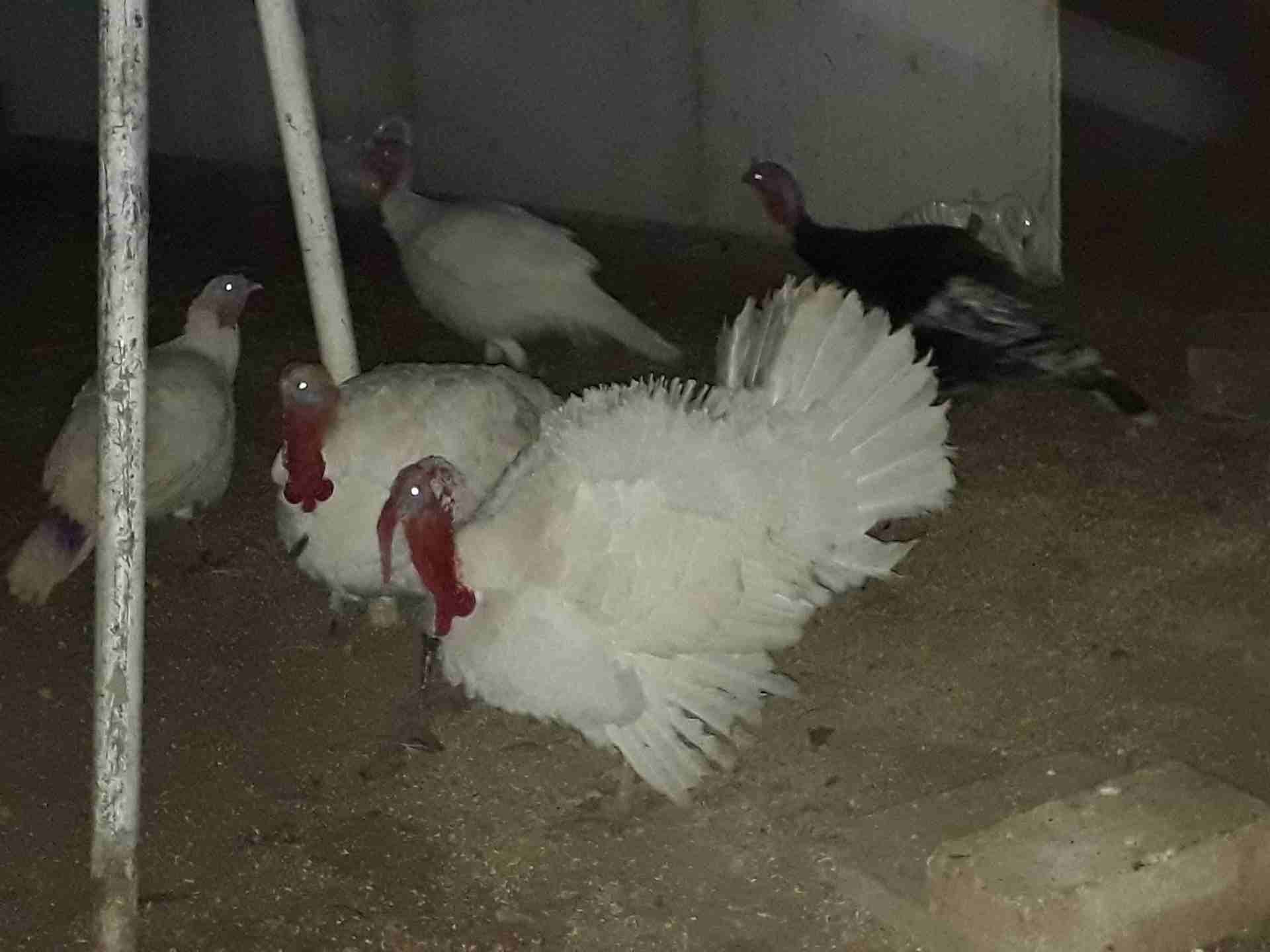 حبش للبيع عمان كوم كامل 4 فحل 10 انثي عمان                                            


	 				لا تنسَ أنك شاهدت هذا الإعلان في عنكبوت            
	 				0799854051 عمان 240 من الاخر...