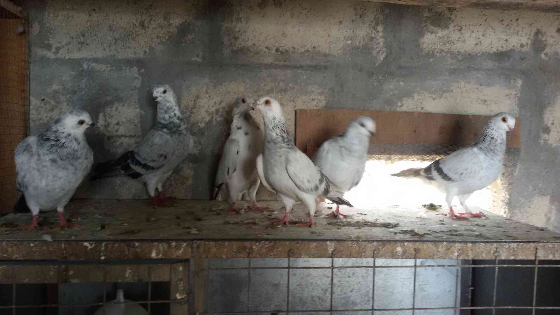 حمام للبيع
لا تنسَ أنك شاهدت هذا الإعلان في عنكبوت
للبيع 47 طير مشكله فيها اجواز وكش البيع كو...
