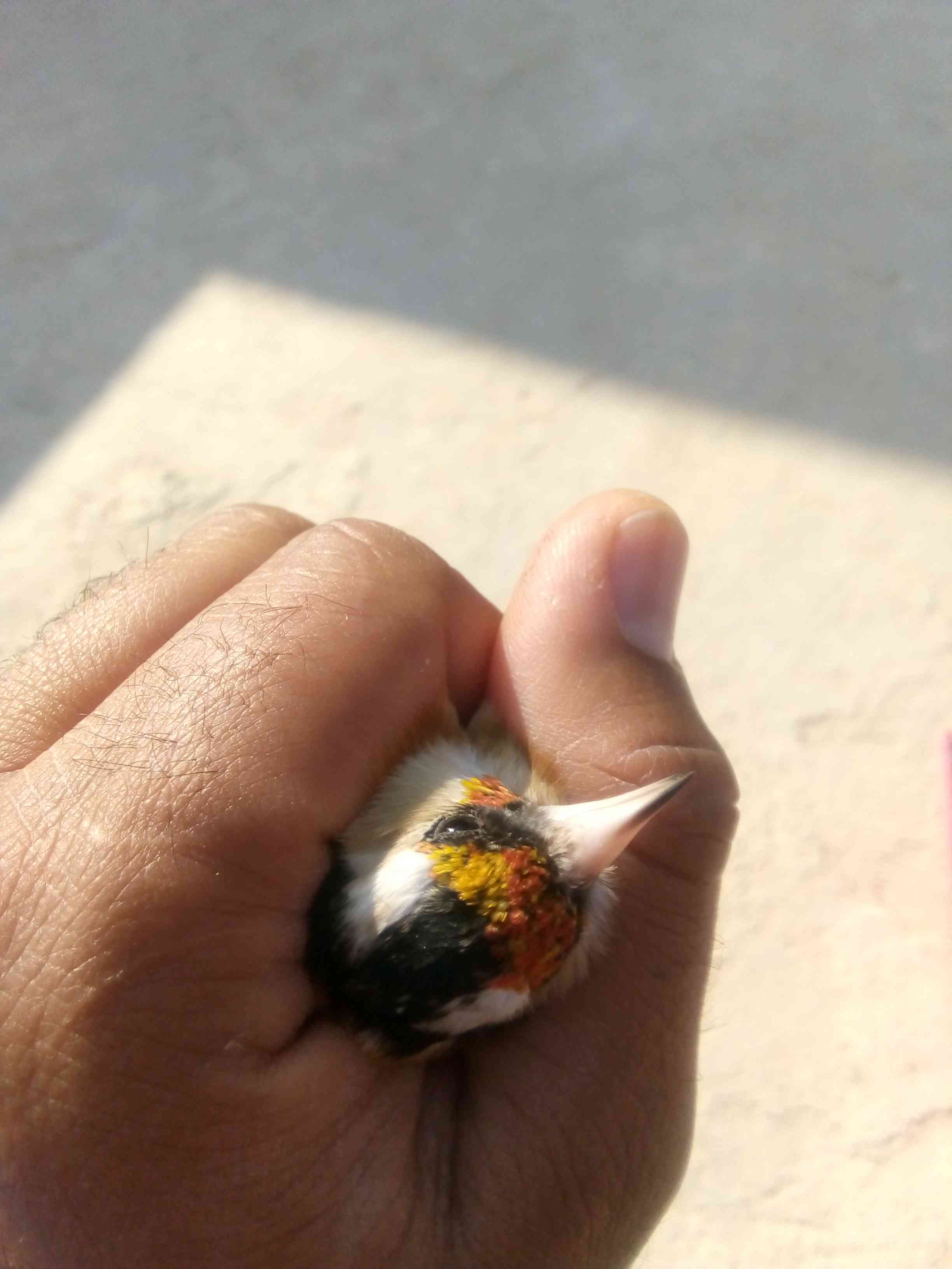 حسون للبيع او البدل                                            


	 				لا تنسَ أنك شاهدت هذا الإعلان في عنكبوت            
	 				
                                صحة ونضافة وصوت...