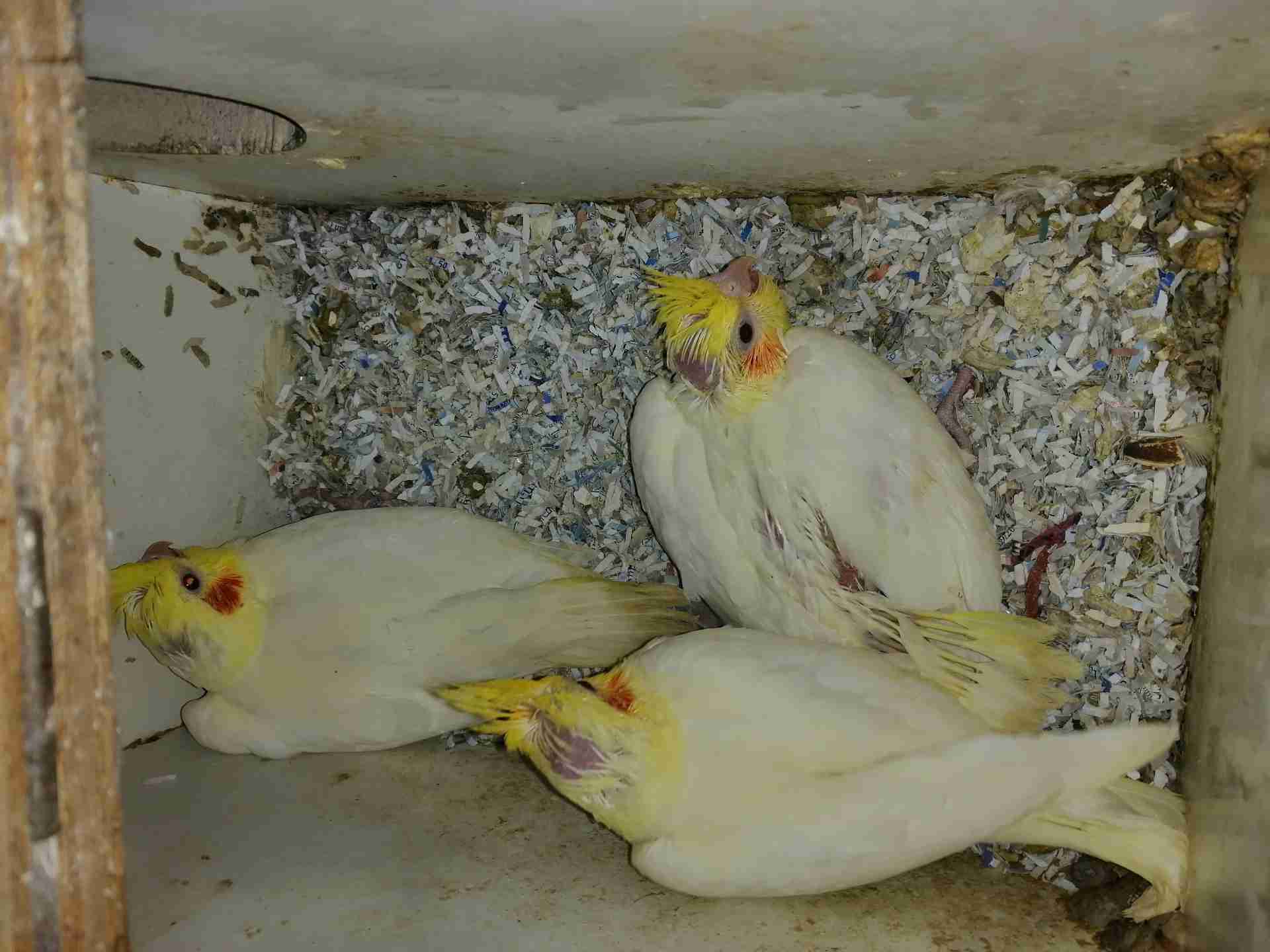 كوكتيل لاتينو زق                                            


	 				لا تنسَ أنك شاهدت هذا الإعلان في عنكبوت            
	 				
                                3 فراخ لاتينو  جامبو عين حمرا زق
تسل...
