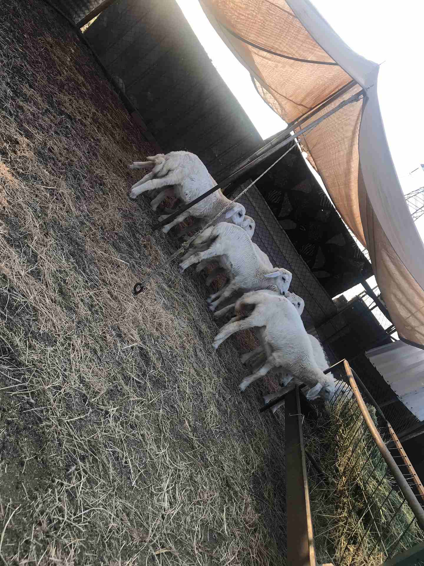للبيع رخال ذبائح شي طيب
لا تنسَ أنك شاهدت هذا الإعلان في عنكبوت
السلام عليكم ورحمه الله وبركاته...