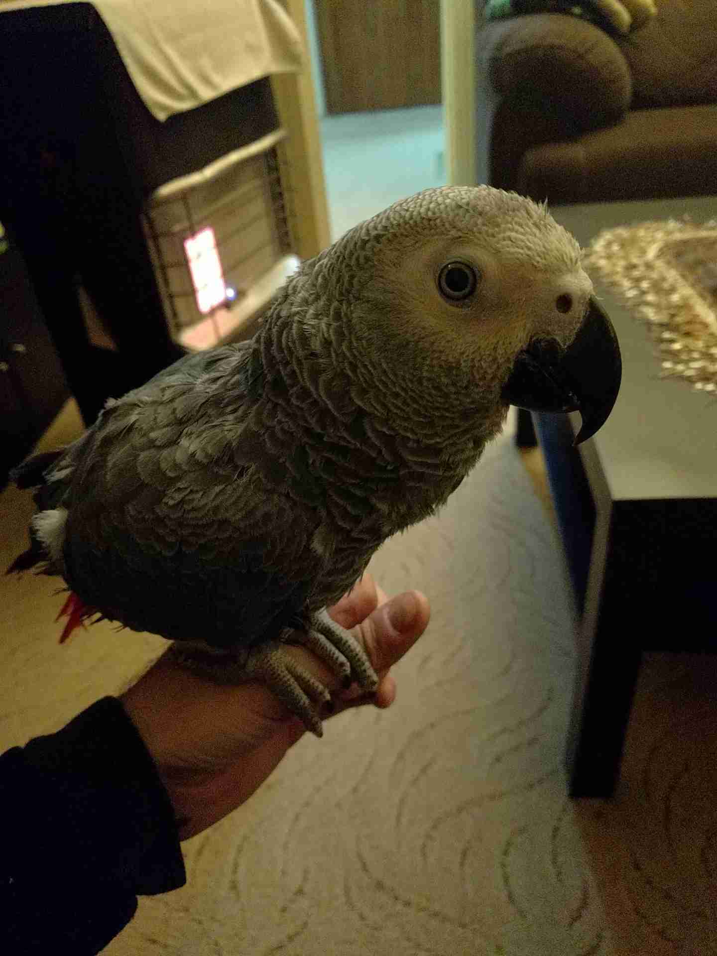 كاسكو محجل (مزارع)
لا تنسَ أنك شاهدت هذا الإعلان في عنكبوت
طير اليف حجل سلفر لا جعره و لا عض...