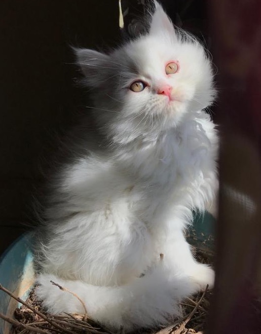 3 انواع كتنز مطعمين ومع جواز سفر- four breeds of kittens for sale
لا تنسَ أنك شاهدت هذا الإعلان في عنكبوت...