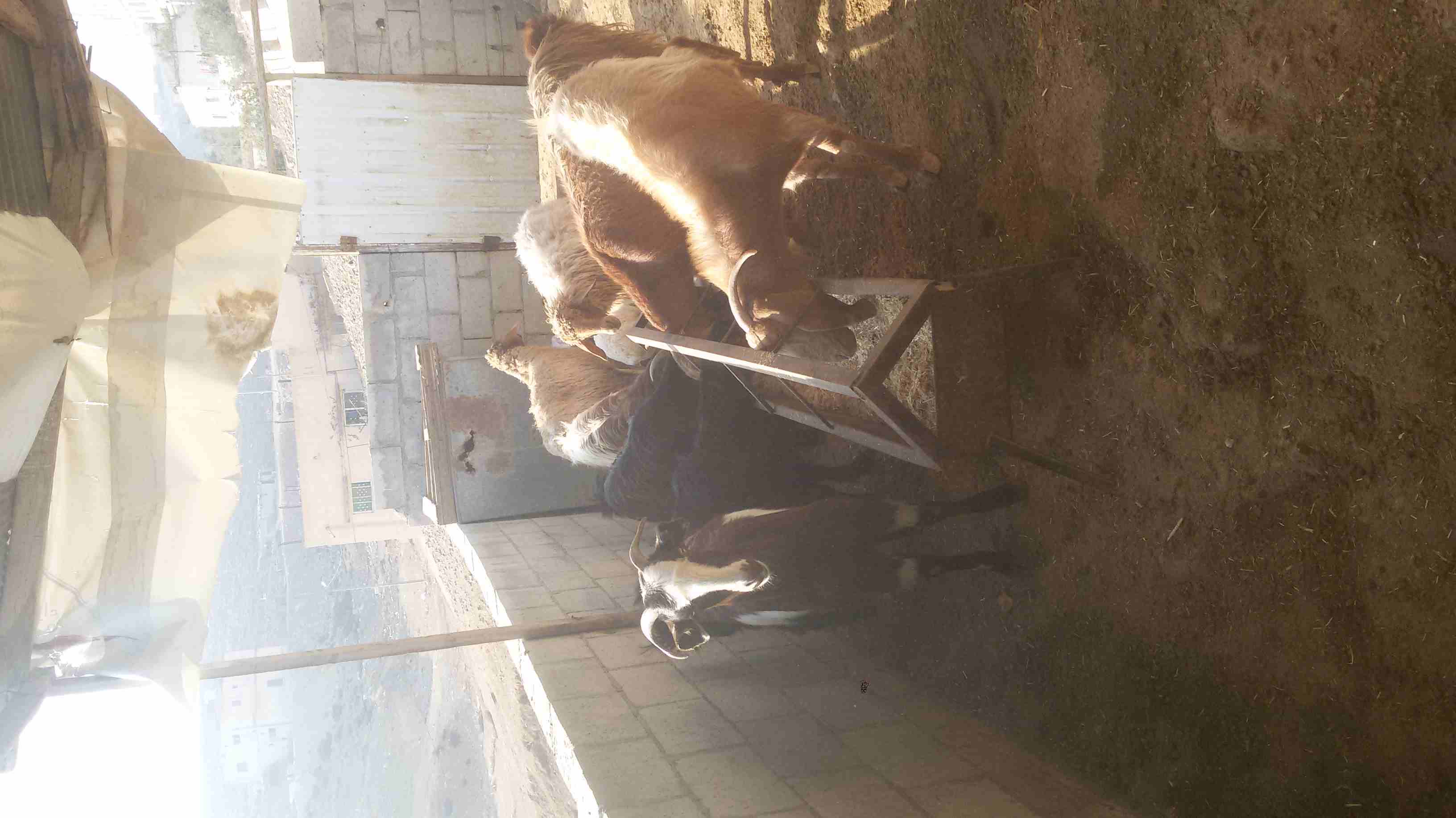ماعز وغنم للبيع
لا تنسَ أنك شاهدت هذا الإعلان في عنكبوت
5 ثنايا هادات
1عنز هاده
2 نعجتين معهن خ...